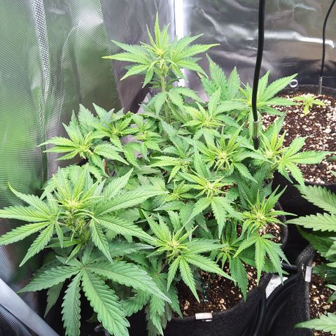 Anneliese (Amnesia zkittlez auto by fastbuds) growlog timeline photo