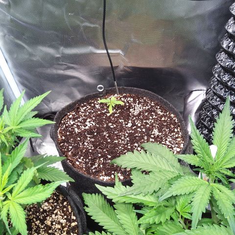 Northern Lights Auto by White Label growlog timeline photo