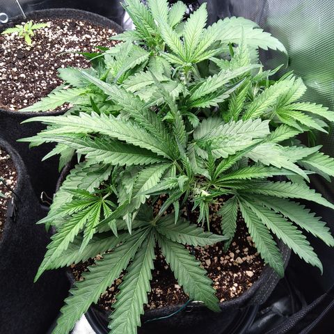 Sieglinde (cherry Cola auto by fastbuds) growlog timeline photo