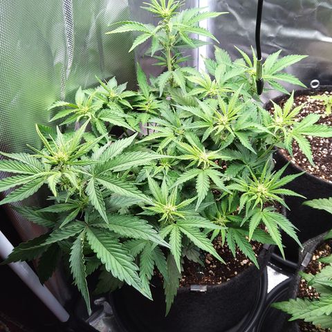 Anneliese (Amnesia zkittlez auto by fastbuds) growlog timeline photo