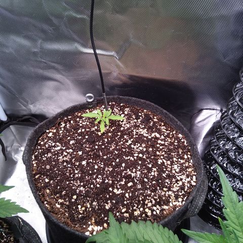Northern Lights Auto by White Label growlog timeline photo