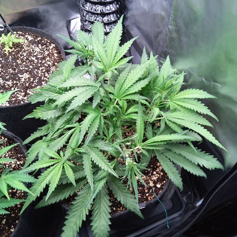 Sieglinde (cherry Cola auto by fastbuds) growlog timeline photo