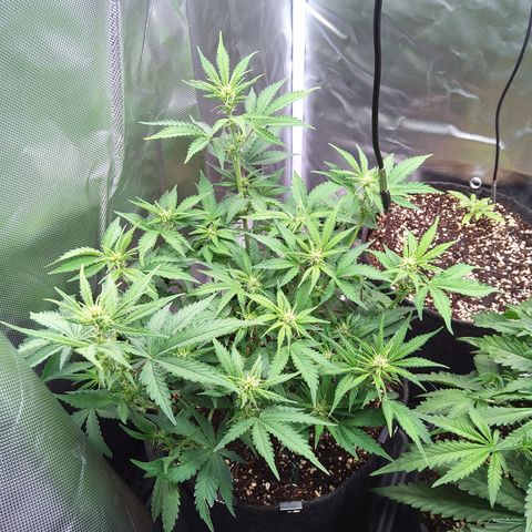 Anneliese (Amnesia zkittlez auto by fastbuds) growlog timeline photo