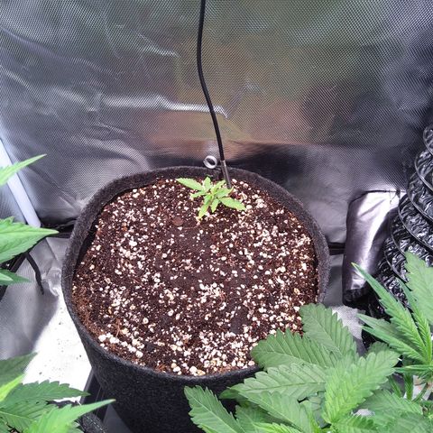 Northern Lights Auto by White Label growlog timeline photo