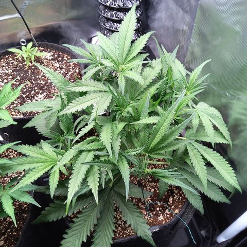 Sieglinde (cherry Cola auto by fastbuds) growlog timeline photo