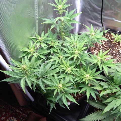 Anneliese (Amnesia zkittlez auto by fastbuds) growlog timeline photo