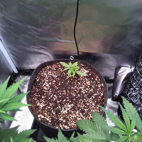 Northern Lights Auto by White Label growlog timeline photo
