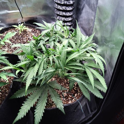 Sieglinde (cherry Cola auto by fastbuds) growlog timeline photo