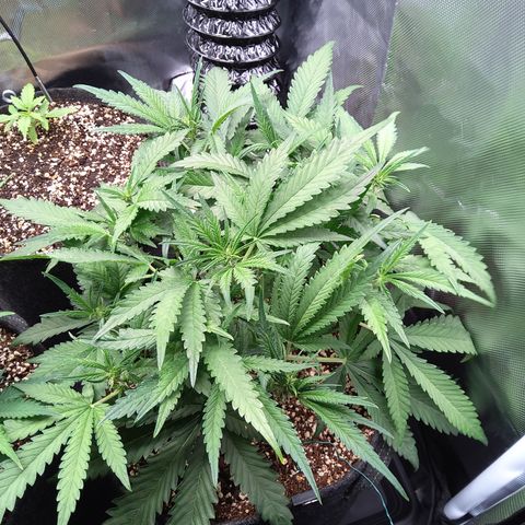 Sieglinde (cherry Cola auto by fastbuds) growlog timeline photo