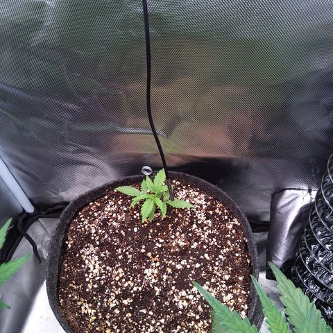 Northern Lights Auto by White Label growlog timeline photo