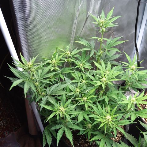 Anneliese (Amnesia zkittlez auto by fastbuds) growlog timeline photo