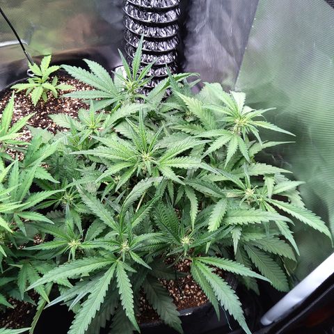 Sieglinde (cherry Cola auto by fastbuds) growlog timeline photo