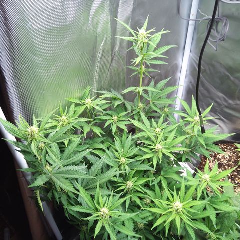 Anneliese (Amnesia zkittlez auto by fastbuds) growlog timeline photo