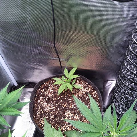 Northern Lights Auto by White Label growlog timeline photo
