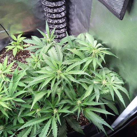 Sieglinde (cherry Cola auto by fastbuds) growlog timeline photo