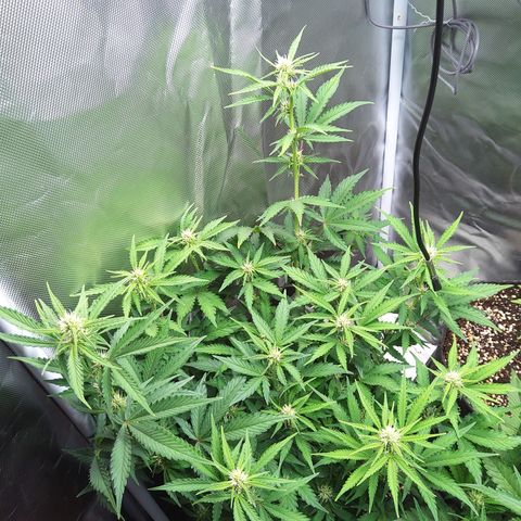 Anneliese (Amnesia zkittlez auto by fastbuds) growlog timeline photo