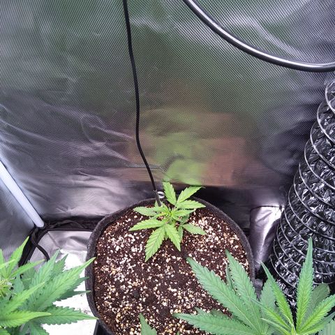 Northern Lights Auto by White Label growlog timeline photo