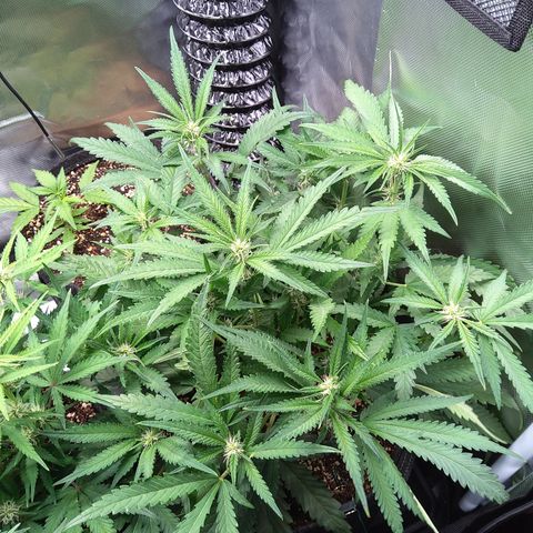 Sieglinde (cherry Cola auto by fastbuds) growlog timeline photo