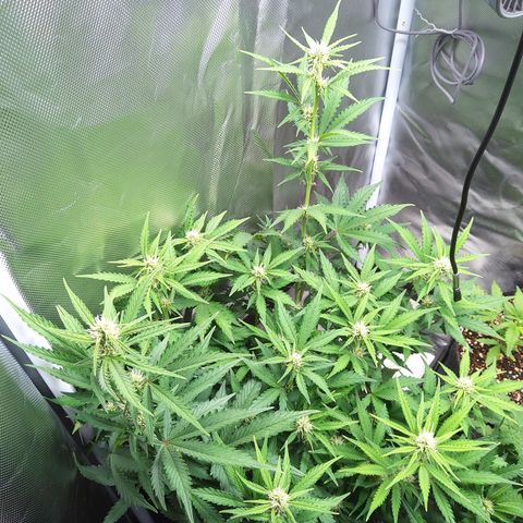 Anneliese (Amnesia zkittlez auto by fastbuds) growlog timeline photo
