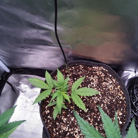 Northern Lights Auto by White Label growlog timeline photo