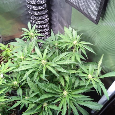 Sieglinde (cherry Cola auto by fastbuds) growlog timeline photo