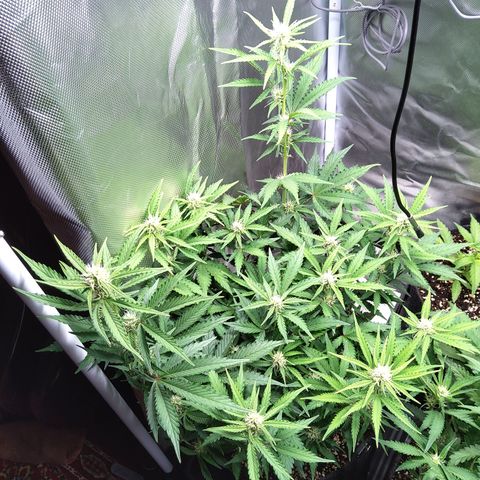 Anneliese (Amnesia zkittlez auto by fastbuds) growlog timeline photo