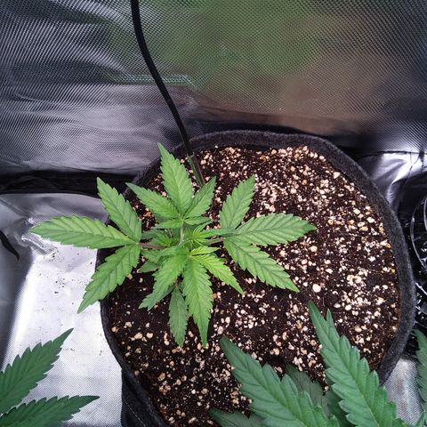 Northern Lights Auto by White Label growlog timeline photo