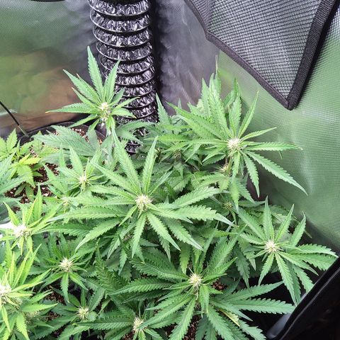 Sieglinde (cherry Cola auto by fastbuds) growlog timeline photo