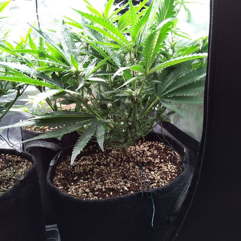 Sieglinde (cherry Cola auto by fastbuds) growlog timeline photo