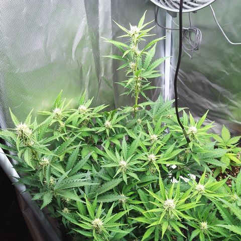 Anneliese (Amnesia zkittlez auto by fastbuds) growlog timeline photo