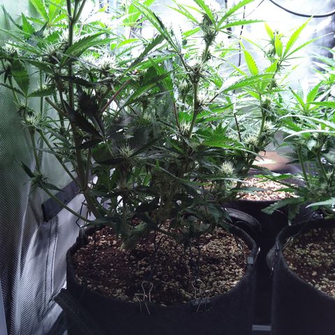 Anneliese (Amnesia zkittlez auto by fastbuds) growlog timeline photo