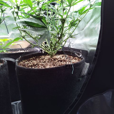 Sieglinde (cherry Cola auto by fastbuds) growlog timeline photo