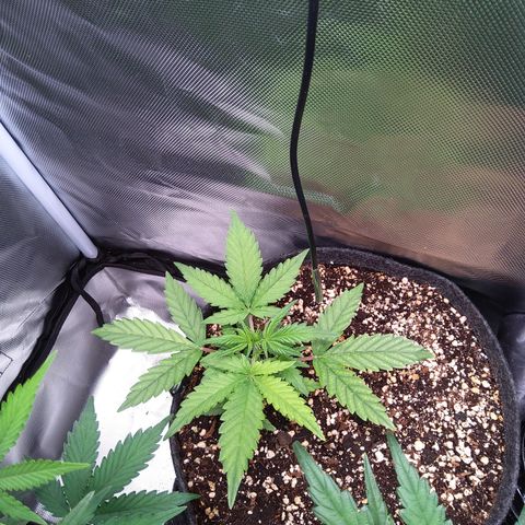Northern Lights Auto by White Label growlog timeline photo