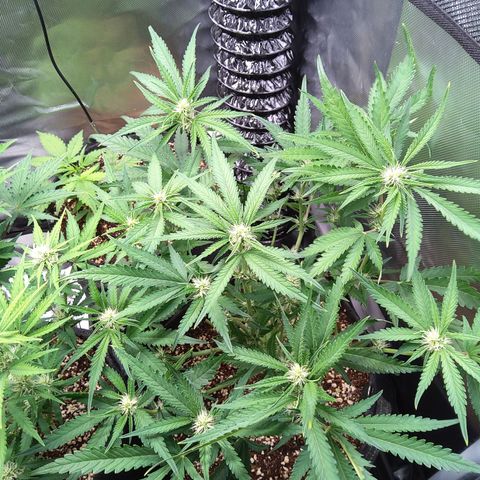 Sieglinde (cherry Cola auto by fastbuds) growlog timeline photo
