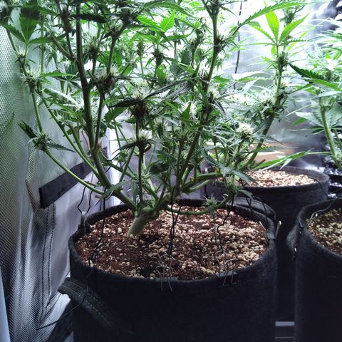 Anneliese (Amnesia zkittlez auto by fastbuds) growlog timeline photo