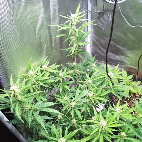 Anneliese (Amnesia zkittlez auto by fastbuds) growlog timeline photo