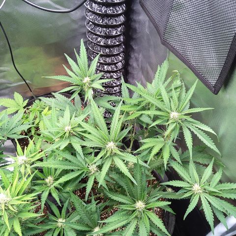Sieglinde (cherry Cola auto by fastbuds) growlog timeline photo