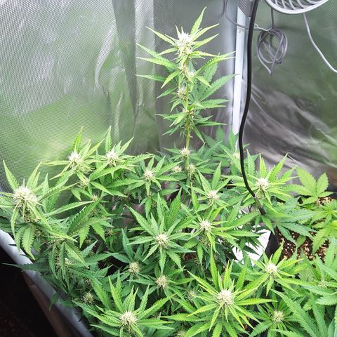 Anneliese (Amnesia zkittlez auto by fastbuds) growlog timeline photo