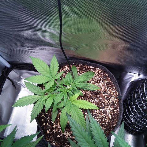 Northern Lights Auto by White Label growlog timeline photo