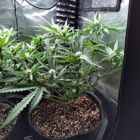 Sieglinde (cherry Cola auto by fastbuds) growlog timeline photo