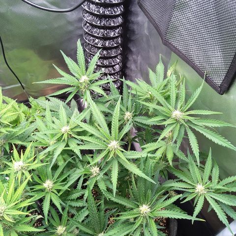 Sieglinde (cherry Cola auto by fastbuds) growlog timeline photo