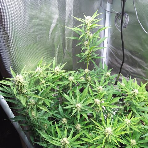 Anneliese (Amnesia zkittlez auto by fastbuds) growlog timeline photo