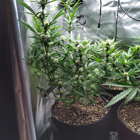 Anneliese (Amnesia zkittlez auto by fastbuds) growlog timeline photo