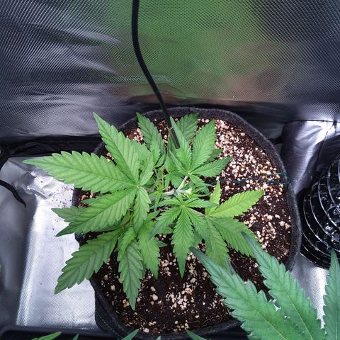 Northern Lights Auto by White Label growlog timeline photo