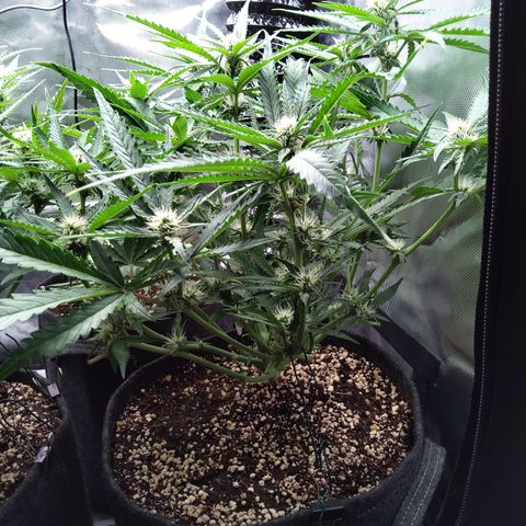 Sieglinde (cherry Cola auto by fastbuds) growlog timeline photo