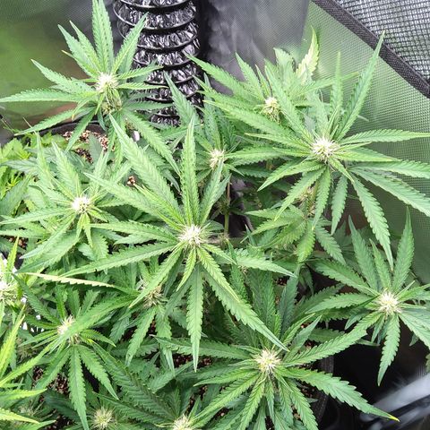 Sieglinde (cherry Cola auto by fastbuds) growlog timeline photo