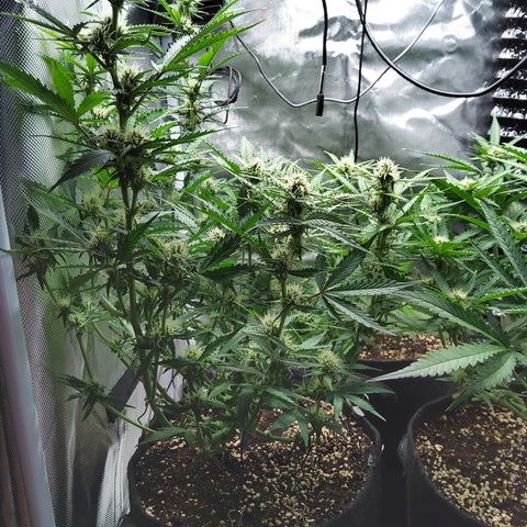 Anneliese (Amnesia zkittlez auto by fastbuds) growlog timeline photo