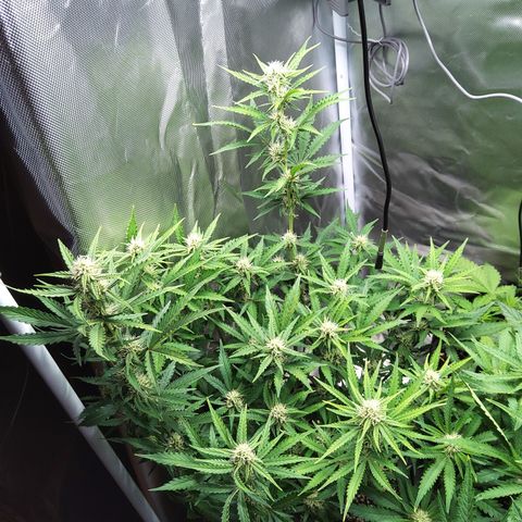 Anneliese (Amnesia zkittlez auto by fastbuds) growlog timeline photo