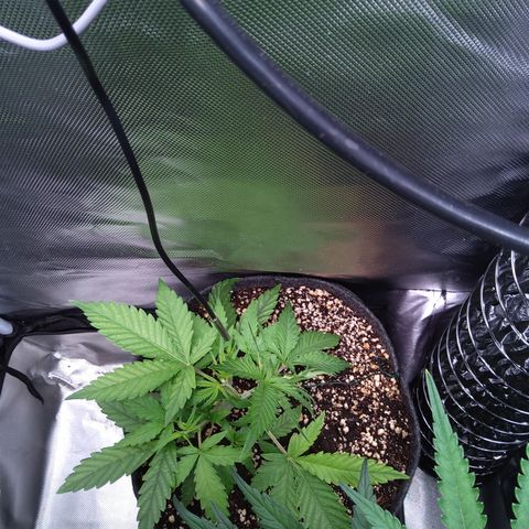 Northern Lights Auto by White Label growlog timeline photo