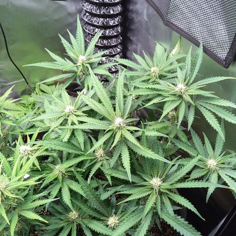 Sieglinde (cherry Cola auto by fastbuds) growlog timeline photo